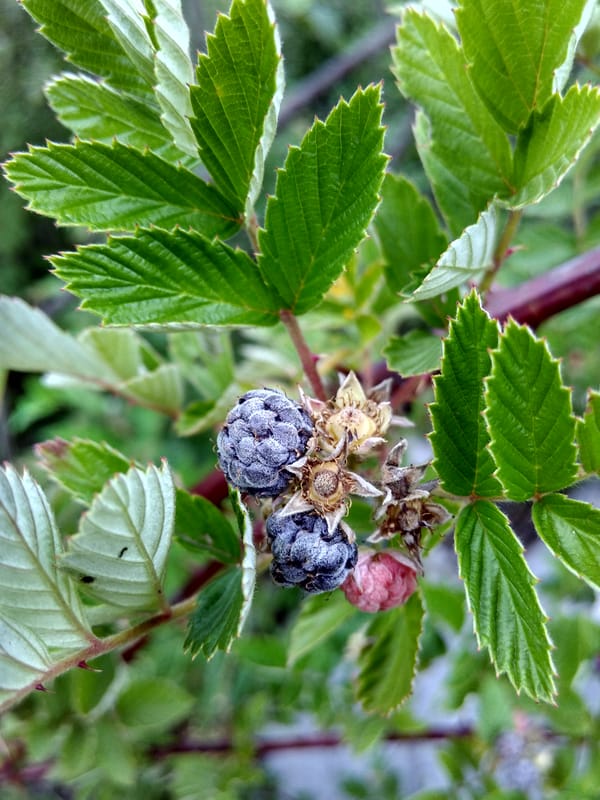 野生刺莓